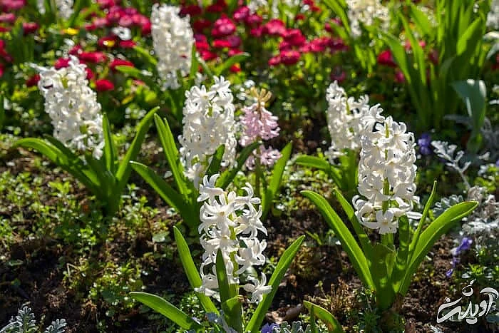 نگهداری گل سنبل